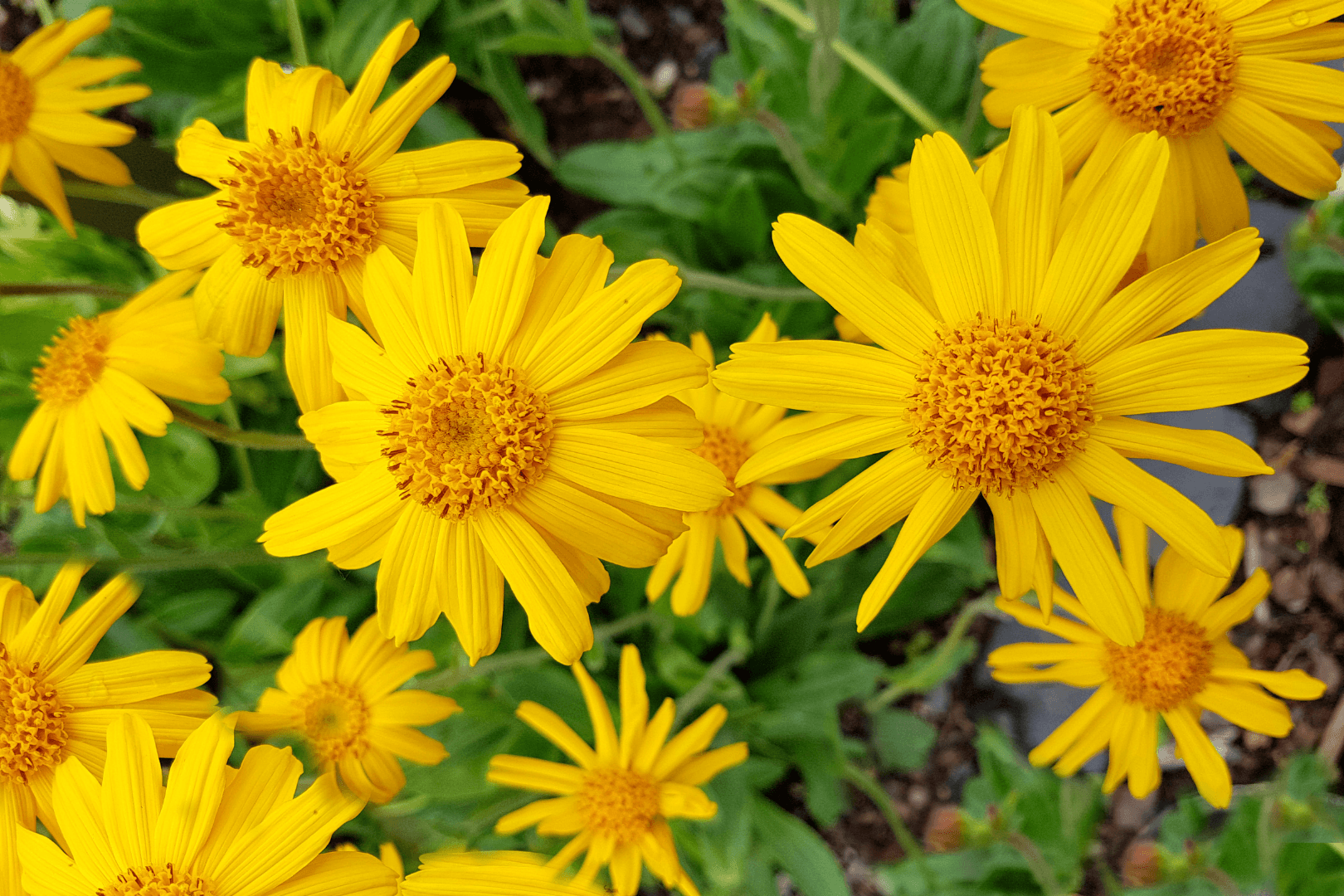 Arnika durchblutungsf&ouml;rdernd Pferde